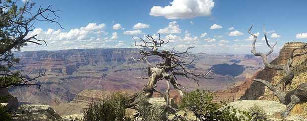 Un vieil arbre dans le Grand Canyon par une splendide journée.